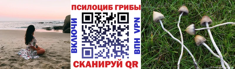 закладка  Певек  Галлюциногенные грибы MAGIC MUSHROOMS 